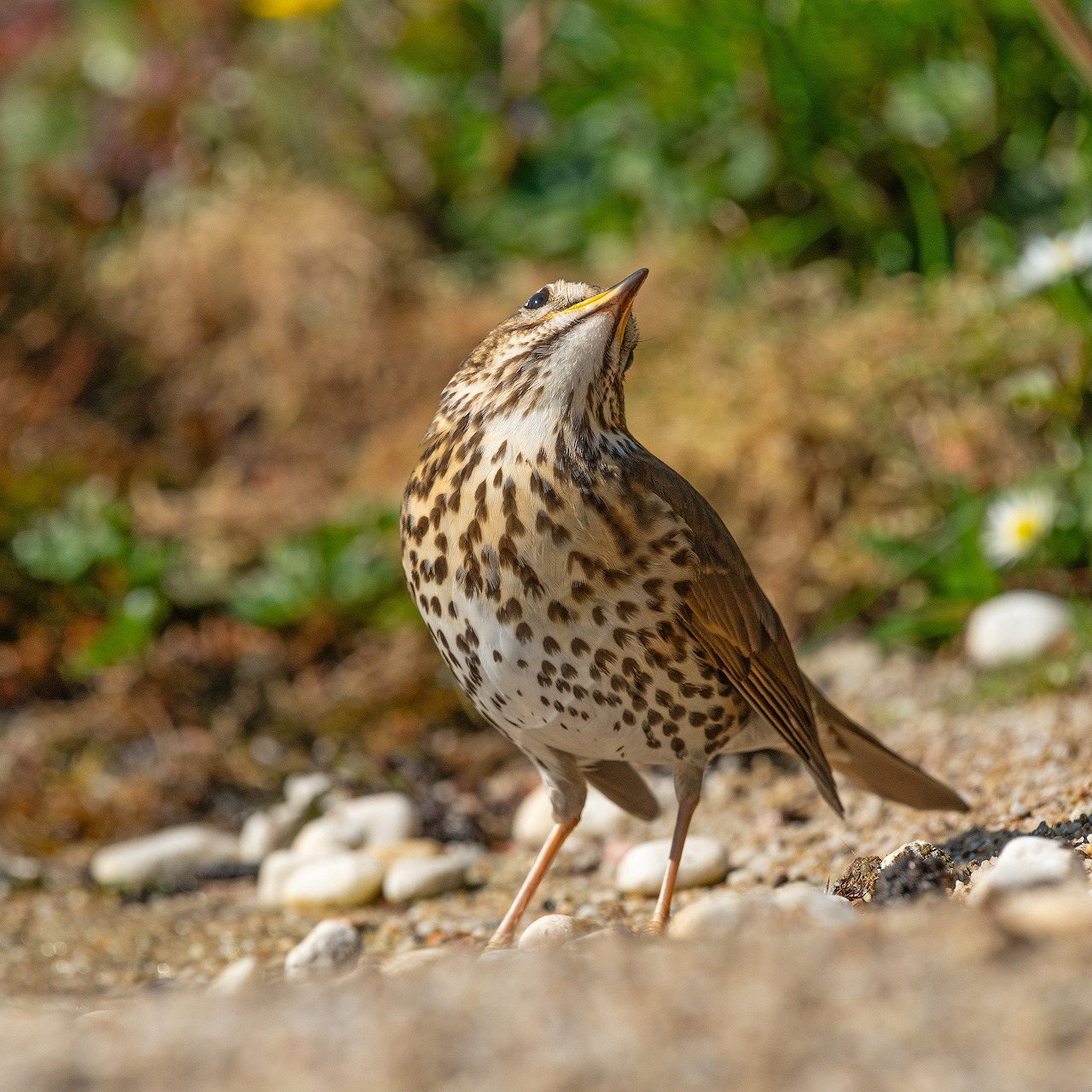Song thrush bird with spotted breast standing on woodland ground with blurred forest background