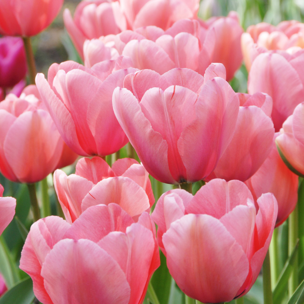 Pink Impression Tulips