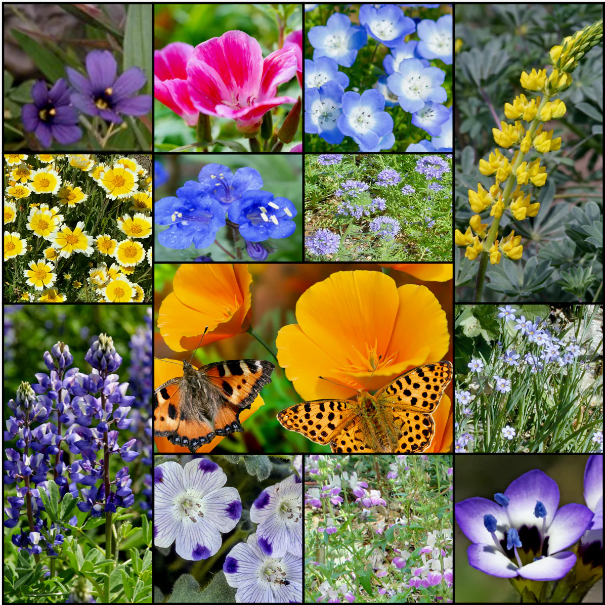 Collage of colorful California wildflowers arranged in a grid with orange poppies and butterfly at center