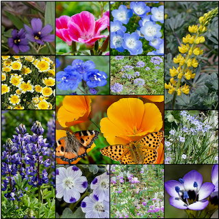 California Wildflowers Collage