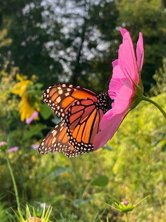 Monarch butterfly perched on a pink cosmos flower in a sunny garden