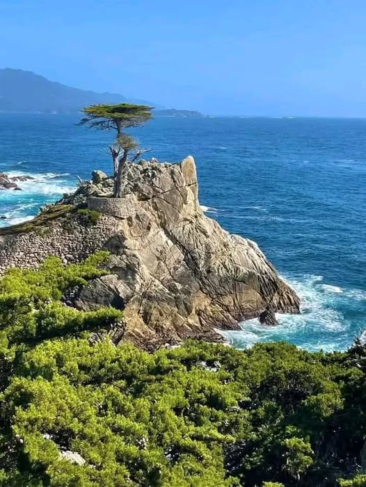 Lone Cypress Monterey