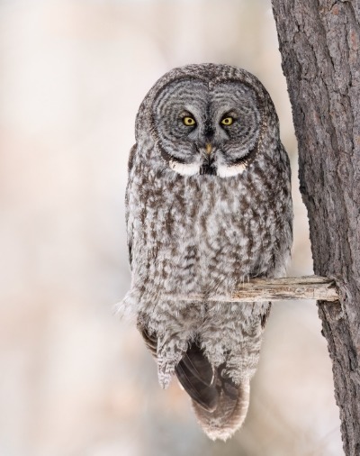 Great gray owl