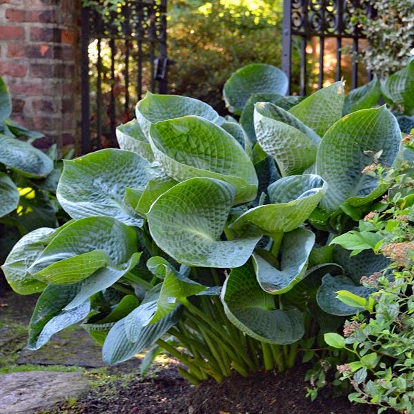 Green hosta plant with broad textured leaves in a garden bed