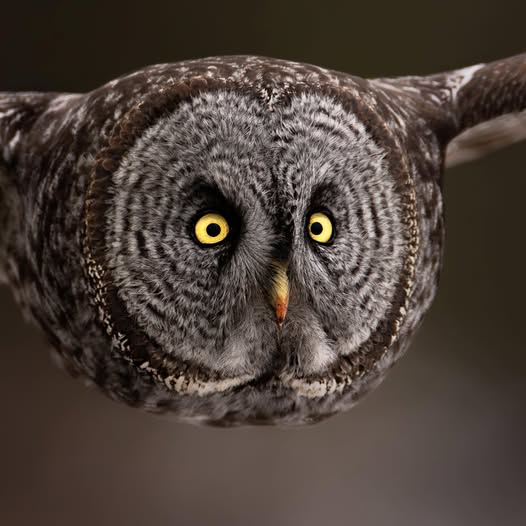 Close-up of a great gray owl flying toward the camera with bright yellow eyes