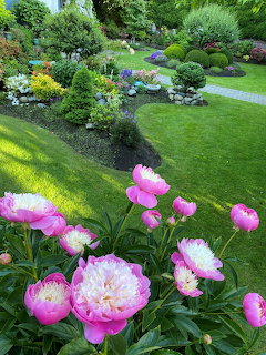 Pink peonies blooming in foreground of lush garden with curved paths and colorful flowerbeds