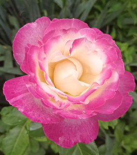 Pink and cream rose with ruffled petals and green leaves in background