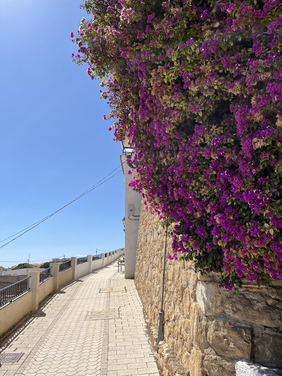 Purple flowering bougainvillea covering stone wall along sunny coastal walkway in Altea, Spain