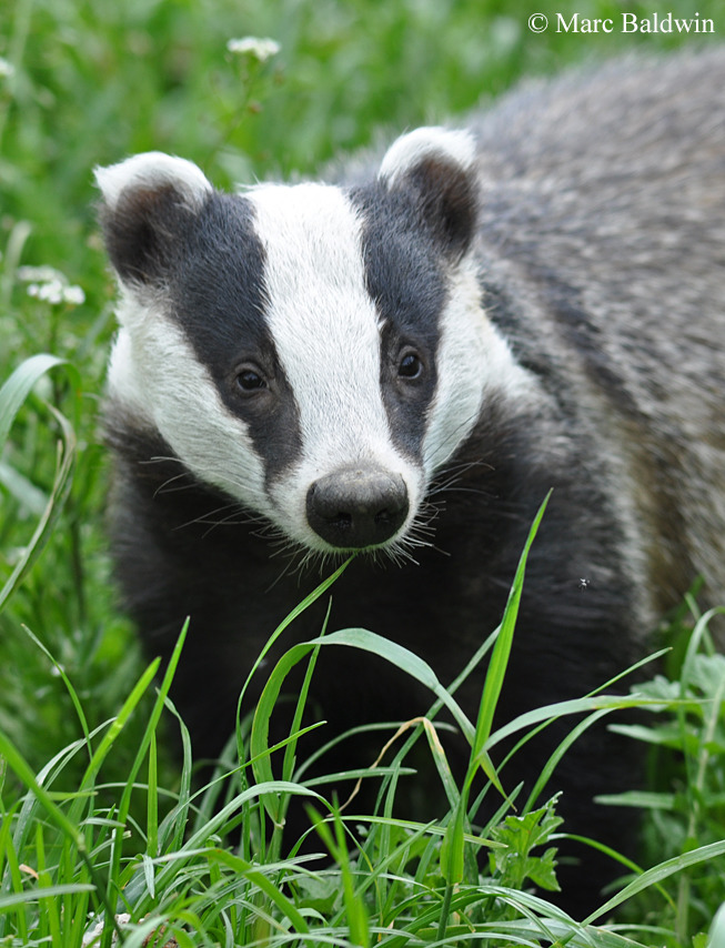 European badger portrait lying in green grass