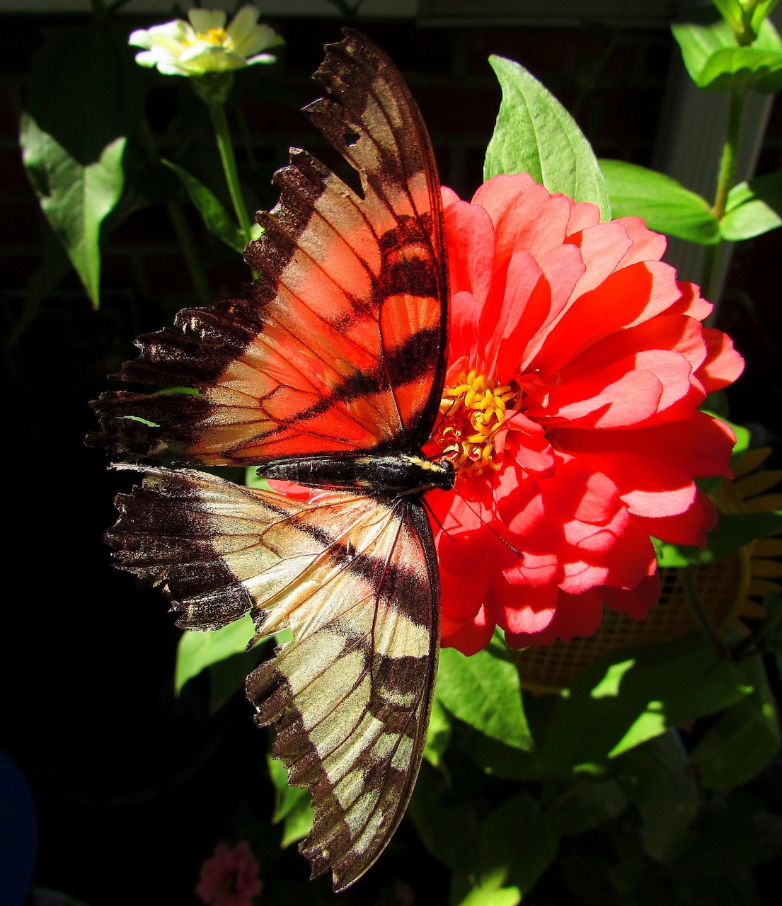 Swallowtail Butterfly on Red Zinia