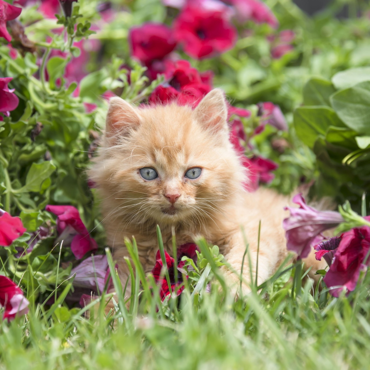 Fluffy orange kitten with blue eyes sitting in grass among red and pink petunia flowers