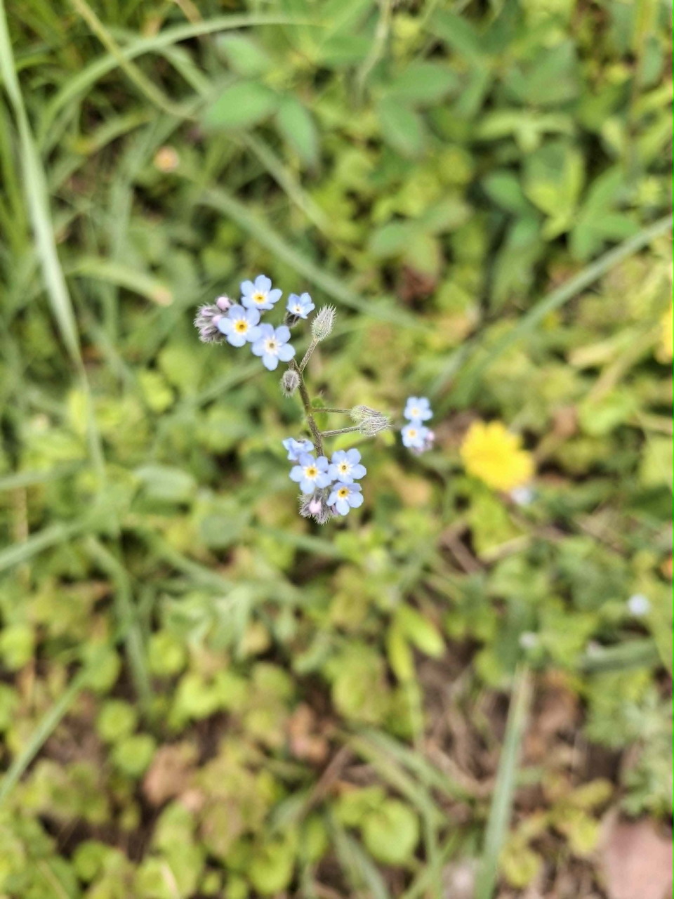 Forget-me-not Flowers