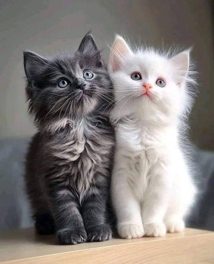 Black and White Kittens