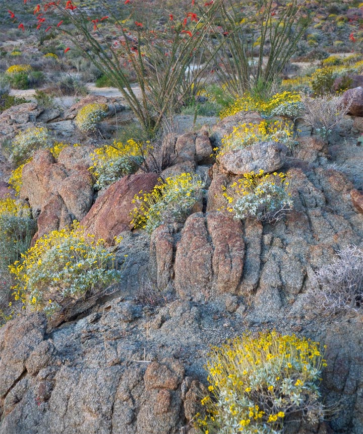 Overhead view of desert rocks with yellow wildflowers and sparse vegetation
