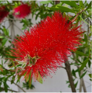 Close-up of a red bottlebrush flower with green leaves in the background