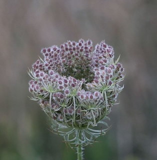 Wild carrot flower head with purple-tinged florets in a cupped nest shape, close-up nature photo