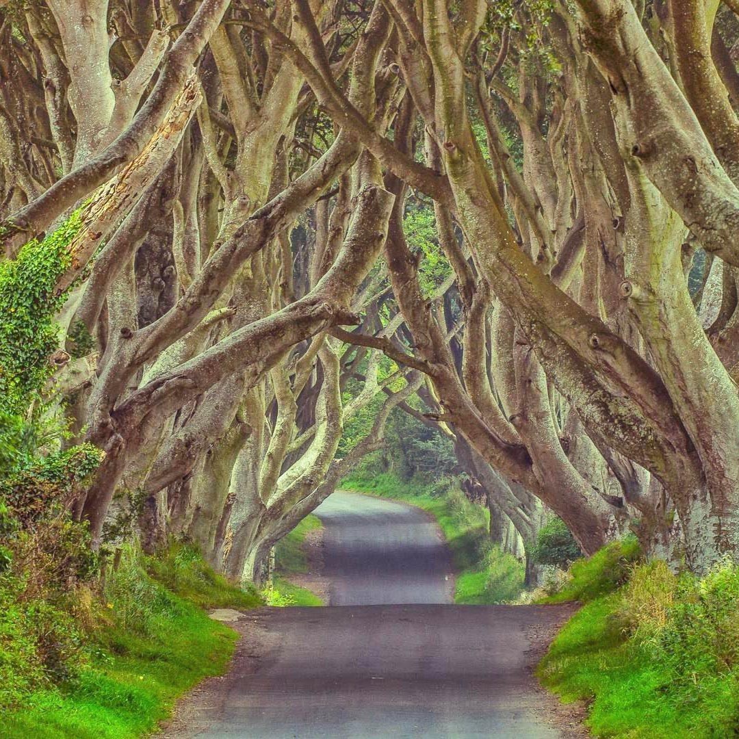 Twisted bech trees forming a natural arch over a narrow country road known as the Dark Hedges