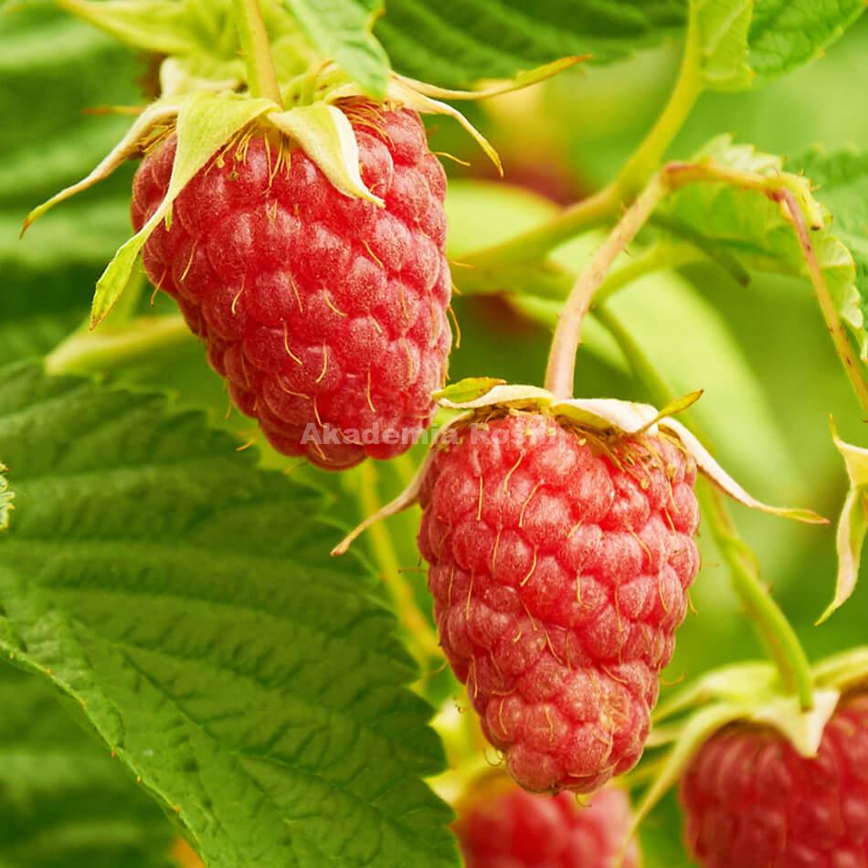 Ripe Red Raspberries