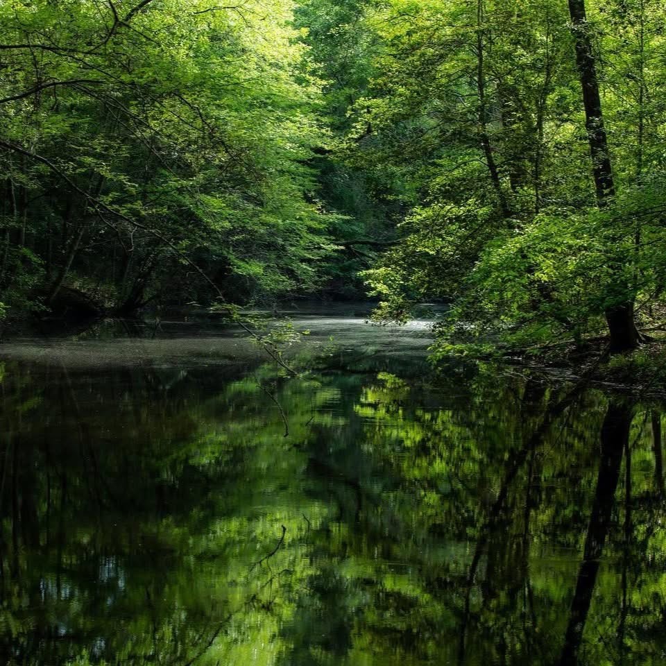 Forest Pond Reflection