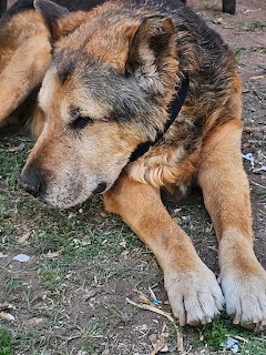 German Shepherd dog lying on the ground with head resting between its front paws