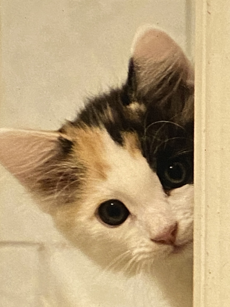 Peeking Calico Kitten