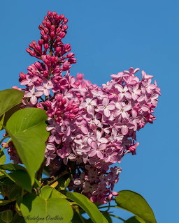 Pink lilac flower clusters blooming against blue sky with green leaves