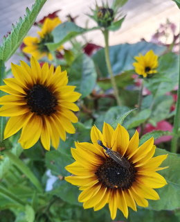 Sunflowers in Garden