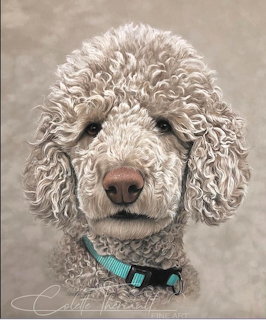 Close-up portrait of a white poodle with curly fur wearing a teal collar