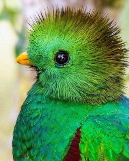 Emerald Green Crested Bird