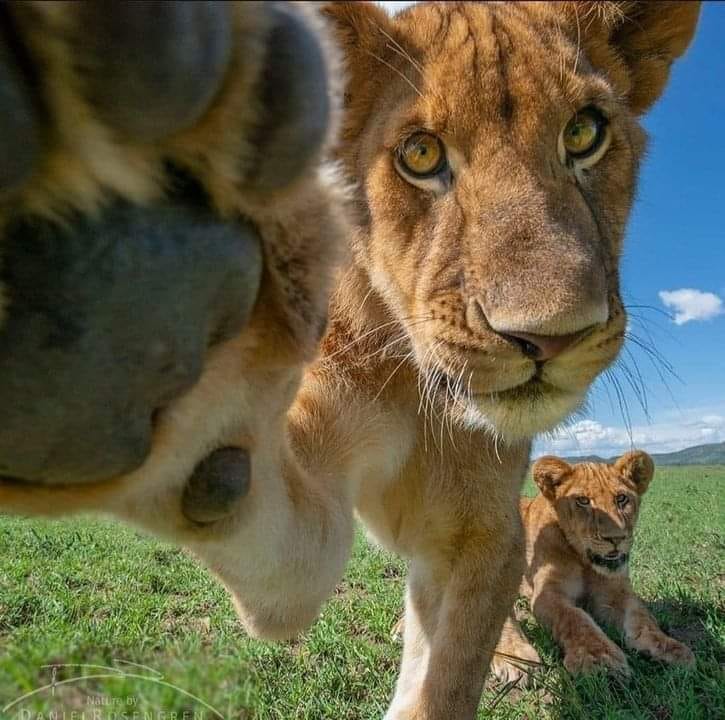 Lion Cub Close-Up