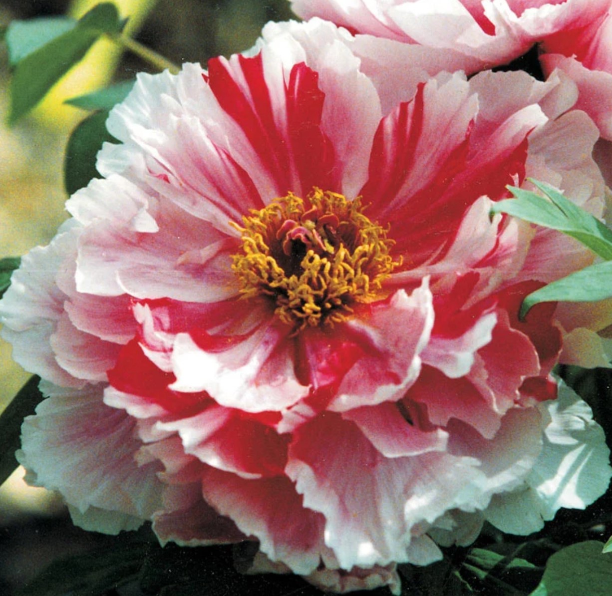 Pink Peony Flower