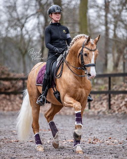 Rider in black equestrian outfit performing dressage on a golden horse outdoors