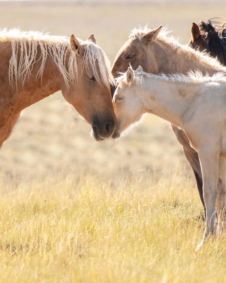 Wild horses with a foal standing together in a sunlit grassy field