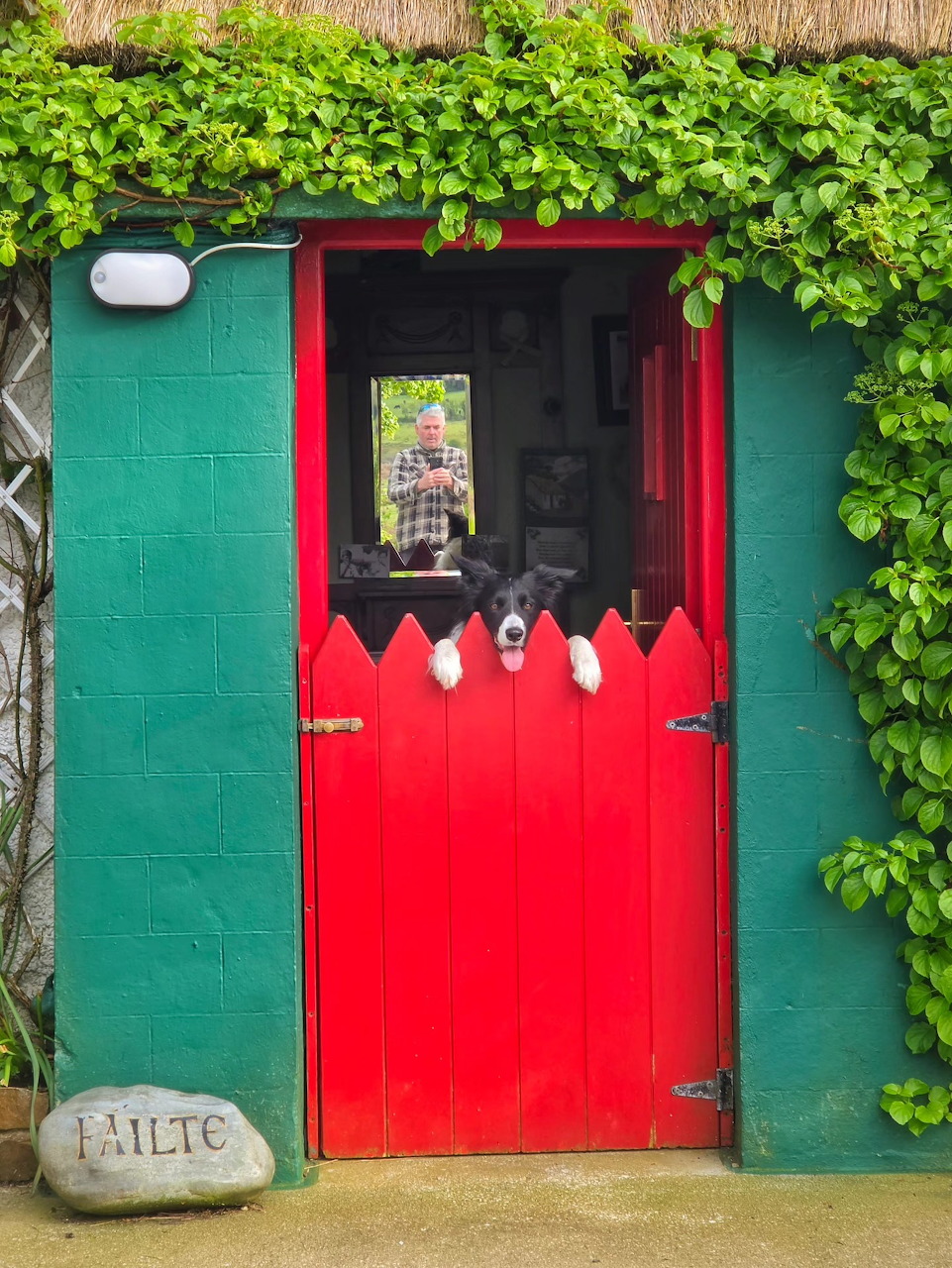 Black dog peeking over a red half door in a green ivy-covered doorway