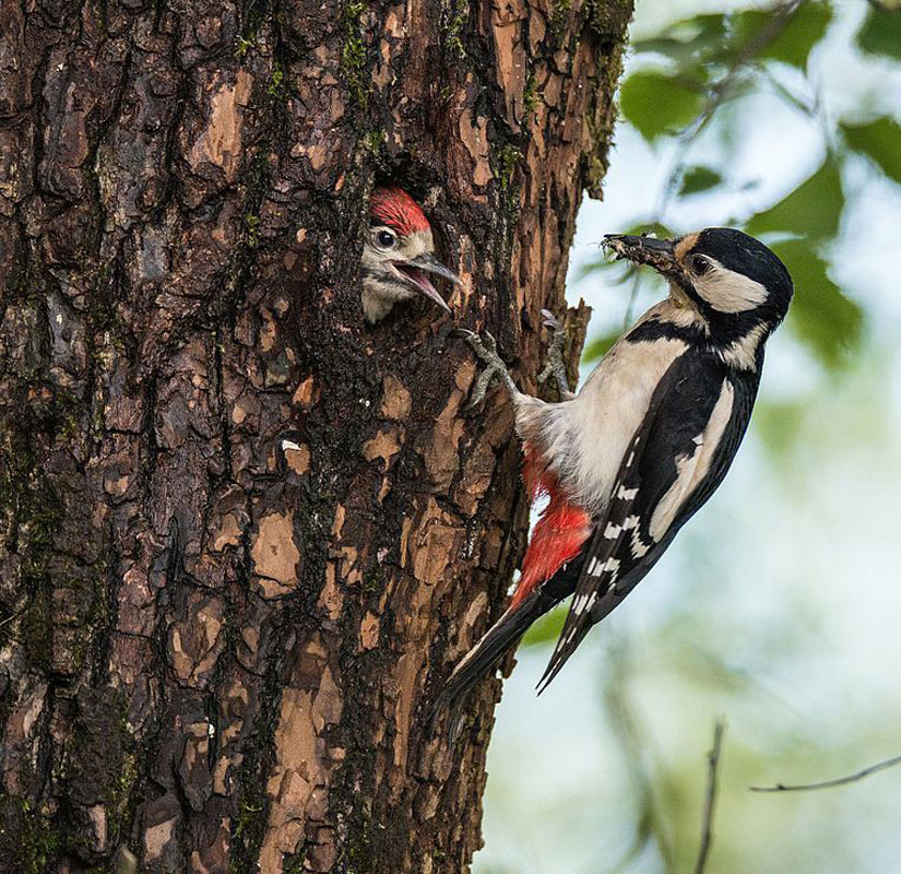 Great Spotted Woodpecker