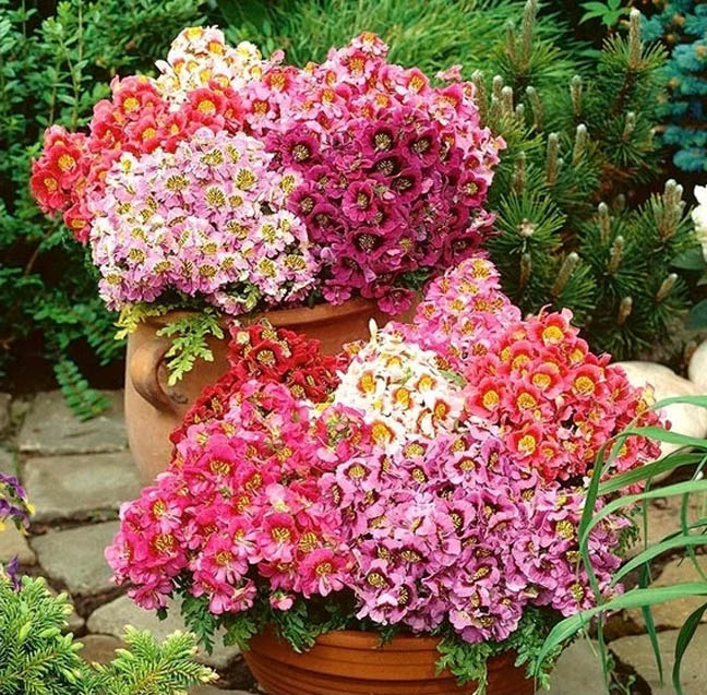 Potted Pink Flowers