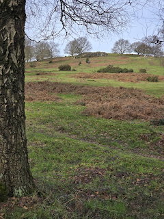 Green grassy hill with bare trees on top and brown heather in foreground, tree trunk on left side