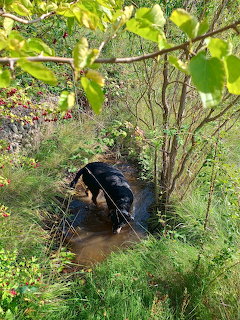 Black Dog in Garden Stream