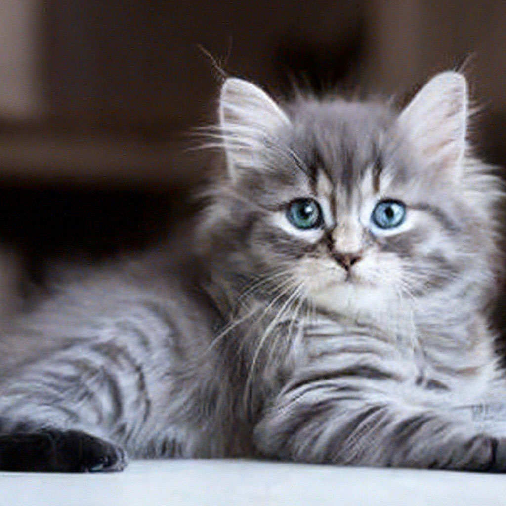 Grey Kitten Blue Eyes