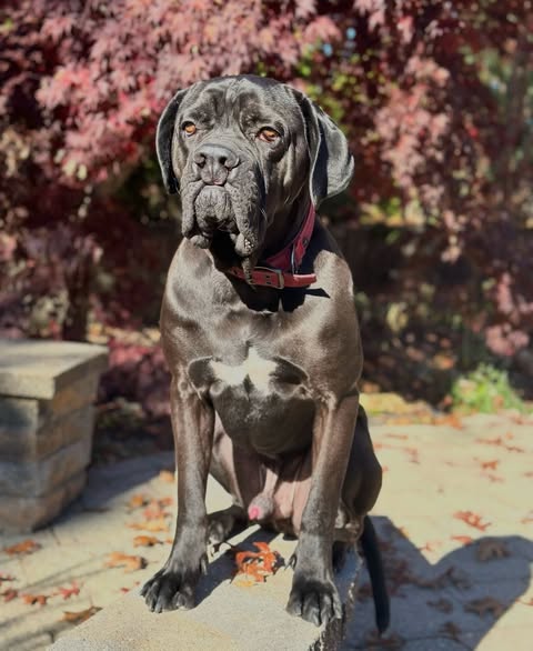 Gray Cane Corso dog sitting on stone pavement with red autumn trees behind