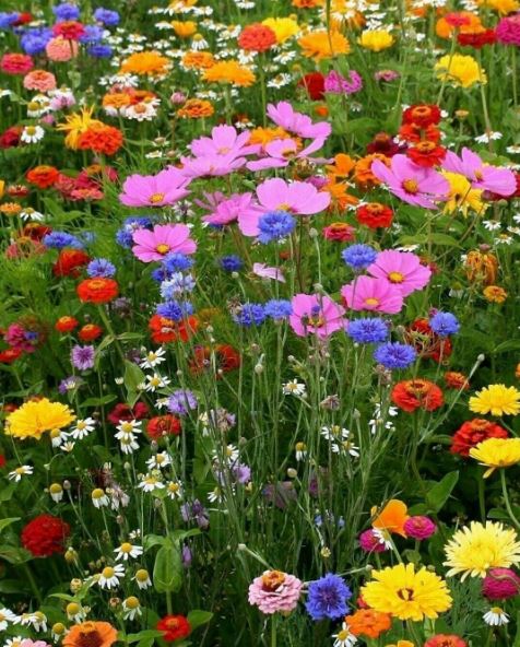Colorful wildflower meadow with pink cosmos, daisies, and mixed blooms