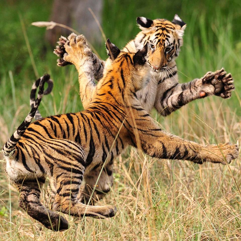 Playful Tigers