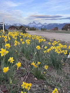 Yellow daffodils bloming in foreground with snow-capped Teton mountains and rural buildings in background