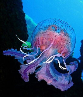 Purple jellyfish with flowing tentacles swimming in dark blue water