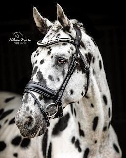 White horse with black spots wearing decorative bridle in profile against black background