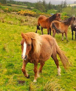 Several Kerry Bog ponies on a green grassy hillside with yellow gorse bushes in the background