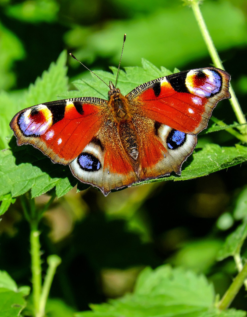 Peacock butterfly with orange wings and blue eyespots on green leaves