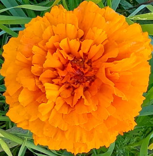 Vibrant orange marigold flower with ruffled petals and green leaves