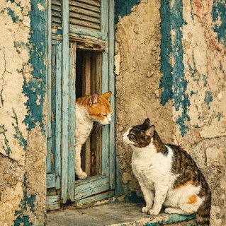 An orange-white cat leaning from a rustic window and a calico cat sitting outside on aged stone steps