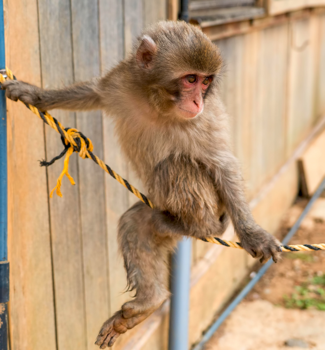 Young Japanese snow monkey balancing on a rope beside a wooden wall